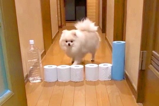 廊下にトイレットペーパーを並べ『犬がジャンプするか』見てみた結果→予想外な『まさかの乗り越え方』が24万再生「逆にすごい」「初めて見た」