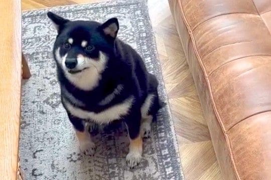 『歌上手いのにww』パパの歌声にブチギレる犬→高音が嫌なのかと思い、低音で歌った結果…辛辣な光景が83万再生「1番いいところw」「爆笑」