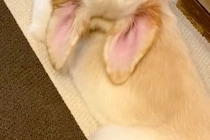 『ゴールデンレトリーバーの子犬が振り返った』と思ったら…『とんでもない首の角度』を捉えた光景が72万再生「ヨガポーズで草」「何犬？ｗｗ」