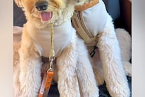 長期旅行の帰りの車内→睡魔と戦っている犬が、限界を迎えて…あまりにも愛おしい『人間のような光景』に悶絶「ずっと見てられる」「可愛すぎ」