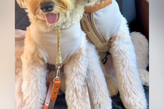 長期旅行の帰りの車内→睡魔と戦っている犬が、限界を迎えて…あまりにも愛おしい『人間のような光景』に悶絶「ずっと見てられる」「可愛すぎ」