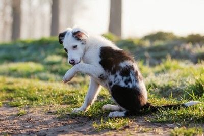 座って足をなめる犬
