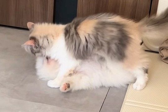 床で寝ていた子犬→子猫が近づいていって…思わずニヤける『容赦ない起こし方』が32万再生「可愛さが渋滞してる」「幸せな空間すぎて吸いたい」