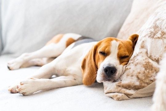 犬が『熟睡できる環境』5選 愛犬が快適だと感じる寝床の状態や注意点まで
