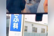 車で動物病院にやってきた犬→ふと『バックミラー』を確認したら…わかりやすい『絶望の表情』に爆笑「終わった…って顔で草」「めちゃ嫌そうｗ」