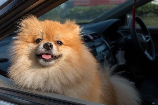 犬とのドライブに持っていきたい『便利グッズ』4選 安全性に優れたおすすめのペット用品とは?