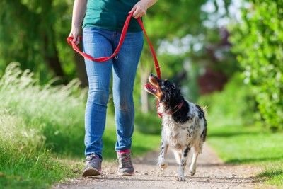 女性と散歩する犬