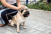 暑くなってきたときの『犬との散歩』リスクが高まるのはいつぐらいからなの？