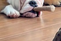 『葉巻吸ってるやろｗｗ』子犬に木のおもちゃを与えてみたら…生後7ヶ月とは思えない『悪すぎる顔』が75万再生「ボス感ｗ」「敬語使っちゃう」