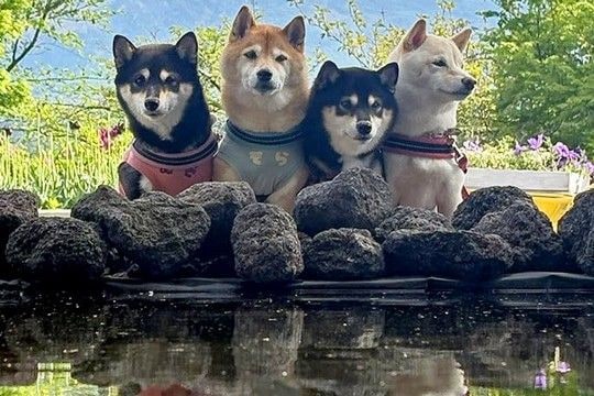 富士山を背景に『犬たちの記念撮影をした』結果→想定以上に『美しく壮大な一枚』に1万いいね「年賀状にしたい」「逆さ柴も素敵すぎる」と絶賛