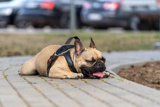 犬が『脱水症状』を起こしているサイン5選 脱水状態かどうかを判断する方法とは?