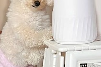 『やけに犬が静かだな』と様子を見に行った結果→なぜか『カメラの前』で…笑ってしまう『まさかの光景』に反響「恐喝ｗｗ」「かわいい」