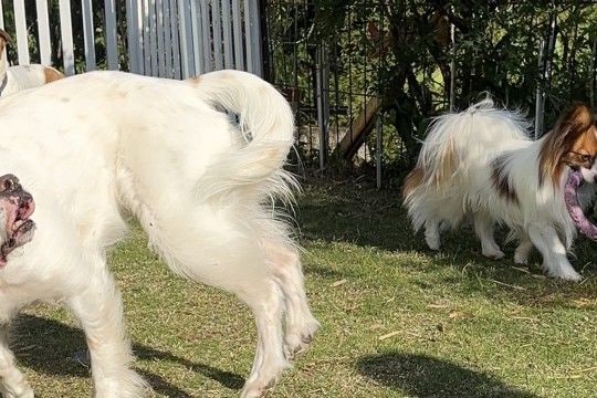 自由に遊ぶ3匹の犬→1匹だけ『作画』が違っていて…思った以上の光景に爆笑「なんかもう重力が違うｗｗ」「バイオハザード味すごくて草」