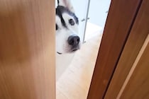 仕事中『猫がいない、一緒に探してほしい』と訴えにきた大型犬→必死に探し続けた結果…愛を感じる行動が37万再生「健気」「ほんと好きなんだ」