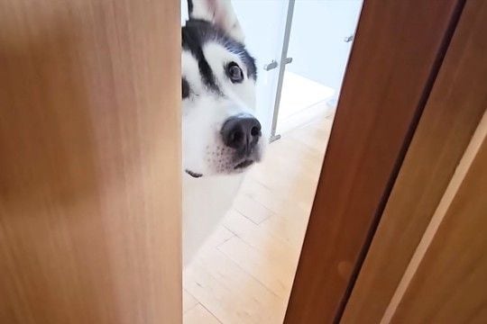 仕事中『猫がいない、一緒に探してほしい』と訴えにきた大型犬→必死に探し続けた結果…愛を感じる行動が37万再生「健気」「ほんと好きなんだ」