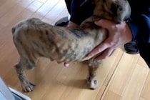 処分直前だった『骨が浮き出たガリガリ犬』を保護→愛情を与え続けた結果…『素敵すぎる光景』が46万再生「わんこも人も同じ」「長生きして」