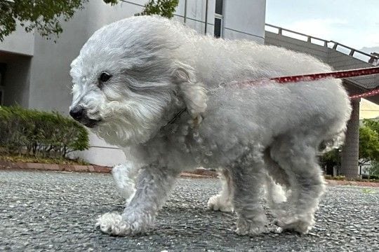 『向かい風』を受けるふわふわ犬→『追い風』になると…別犬のような『まさかの激変』が106万表示「印象違いすぎてww」「スピーカーで草」