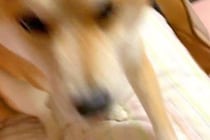 パパの帰宅に気付かず爆睡する犬→目を覚ました瞬間に…寝起きとは思えない『熱烈大歓迎』が25万再生「誤魔化すように甘えてるｗ」「癒された」