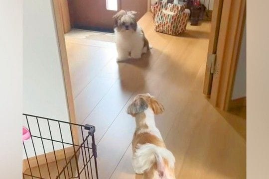 先住犬のトリミングをして家に帰ったら、子犬が『知らないワンコだ』と勘違いをして…『まさかの反応』に「逃げてるのかわいいｗ」と反響