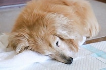 老犬を『長時間留守番』させるリスク５選　愛犬にもたらす健康被害や飼い主がすべき配慮まで