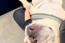同居犬の付き添いで、動物病院にやってきた犬→『怖がるかな』と思ったら…大物すぎる『予想外の光景』が60万再生「すごい根性で草」「可愛い」