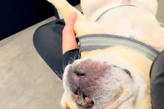 同居犬の付き添いで、動物病院にやってきた犬→『怖がるかな』と思ったら…大物すぎる『予想外の光景』が60万再生「すごい根性で草」「可愛い」