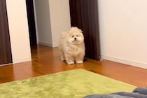 名前を呼んでも無視する犬→一瞬で呼び寄せる方法が…まさかの『独特すぎる呼び方』に62万再生の反響「どういうことやねんｗｗ」「吹いた」