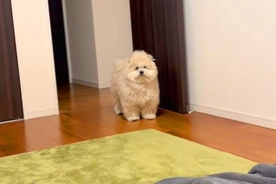 名前を呼んでも無視する犬→一瞬で呼び寄せる方法が…まさかの『独特すぎる呼び方』に62万再生の反響「どういうことやねんｗｗ」「吹いた」
