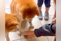 2歳の女の子の『大切なもの』が壊れていたので、犬達に『どっちがやったの？』と聞いた結果…まさかの光景が301万再生「言葉理解してる」