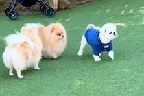 ドッグランに来た犬→他のワンコから『熱い視線を向けられた』結果…人間味あふれる『気まずそうな表情』に反響「最上級に可愛い」「ガン見ｗｗ」