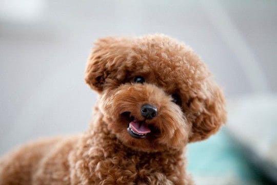 『寿命が長い犬』の共通点4選　愛犬の健康寿命を延ばすためにできることはあるの？