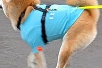 雨が降り出したので、散歩中の犬を迎えに行った結果→まさかのハプニングで…『無慈悲な展開』が15万表示「前見えてるのかｗ」「かわいい」と絶賛