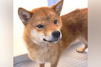 繁殖場から保護された『外の世界を知らない、痩せた犬』→すべての物事に恐怖していて…『心を開くまでの軌跡』に涙「表情が全然違う」「幸せに」