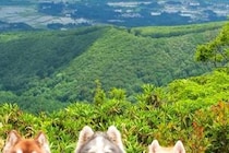 絶景で記念撮影する4頭のハスキー犬→みんなの表情が…思わず笑顔になる『まさかのシンクロ』に反響「このままぬいぐるみにしたい」「可愛すぎ」
