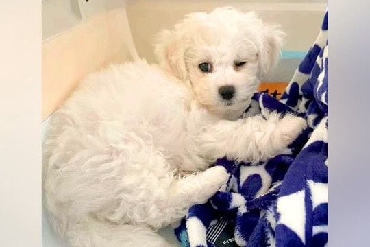 『大きくなったら5キロ程度になる』と言われた犬を飼った結果→1年7ヶ月後…思っていたのと違う『サイズ感』に反響「可愛い最高」「もふもふ」
