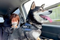 『嫌な予感がする…』車の行き先が"病院"と気づいた犬→感情がわかりやすい『まさかの光景』が1800万再生「察知能力ｗｗ」「喋ってて草」