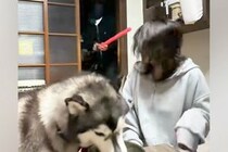 『悪者に襲われたら、愛犬はご飯中でも助けてくれるのか？』を検証→『追い返してくれる』と思いきや…衝撃の展開が147万再生「素晴らしいｗ」