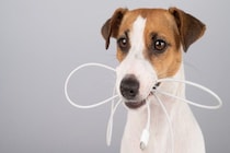 犬の留守番前にしなければいけない『事前チェック』3つ　安全な環境づくりのポイントまで