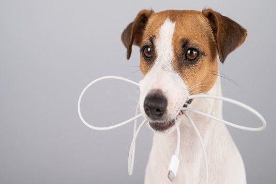 犬の留守番前にしなければいけない『事前チェック』3つ　安全な環境づくりのポイントまで