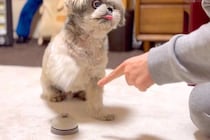 『ベル鳴らしの練習』をする犬→数週間後、上達し過ぎてしまい…まさかの『クレーマー化』に爆笑「声出して笑った」「完全にマスターしてるｗ」