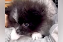 生まれて初めて『外の世界』を見た赤ちゃん犬→抱っこしていたら、怖がってしまい…あまりにも尊い反応が7万再生「内弁慶」「好きになっちゃう」