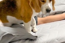 夜、寝る前のベッドで『なにかいる』と怯え始めた犬→突然飛び降りて…まさかの『ビビりすぎている光景』に反響「幽霊かな？ｗ」「可愛いｗ」