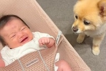 夜10時、寝室に移動する犬→赤ちゃんが泣きだすと『大丈夫？』とすぐに戻ってきて…あまりに素敵な光景が38万再生「頼りになる」「最高の兄」