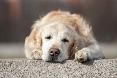 疲れている犬