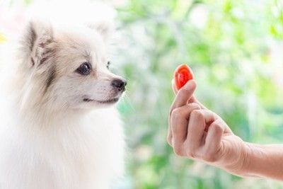 トマトを見つめる犬