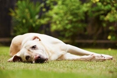 芝生の上に横になる犬