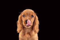 犬に絶対与えてはいけない『夏野菜』５選　誤食してしまった場合の危険な症状とは？