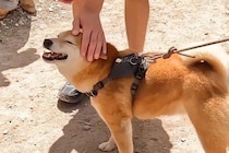 カナダの学生たちが『山で柴犬に遭遇した』結果→撫でた瞬間に…想像を超える『ナイスな反応』が33万再生「私もモフモフしたい」「嬉しそう」