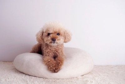 クッションに乗るトイプードル