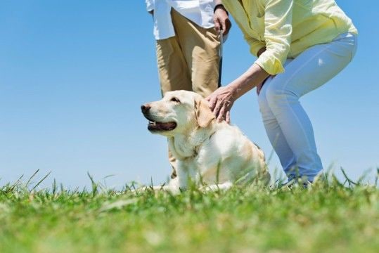 犬の『脳』はどうなっているの?主な仕組みや今日から一緒にできるオススメの脳トレまで